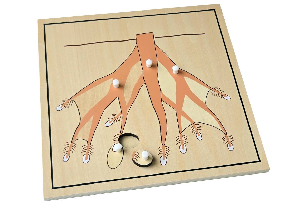 Root Puzzle