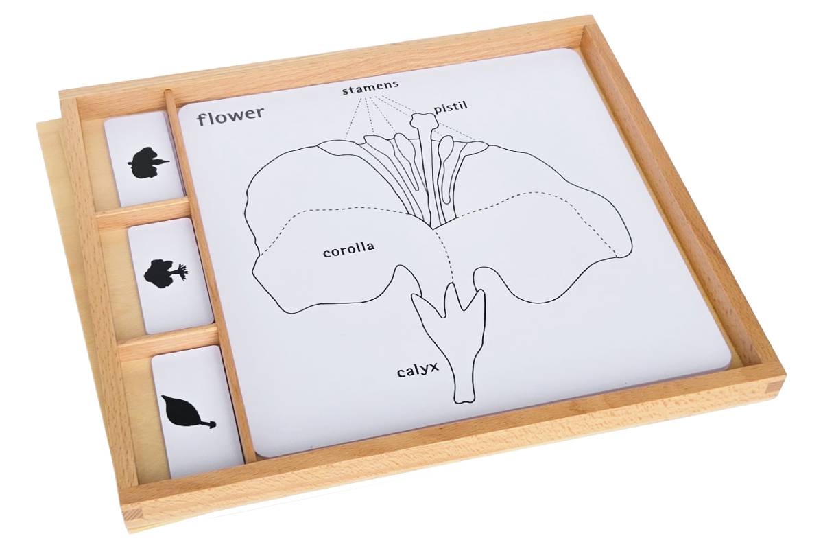 Botany Puzzle Activity Set