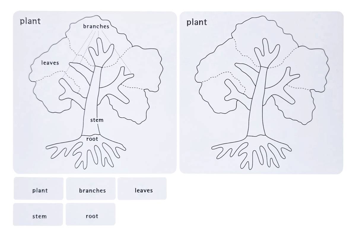 Botany Puzzle Activity Set