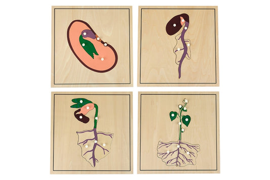 Four growing process puzzles: seed, root development, plant shoot, and fully developed plant.