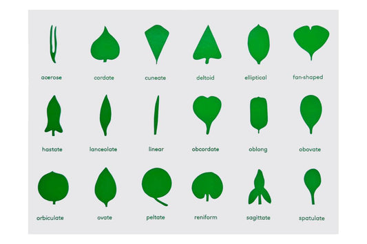 Botany cabinet control chart showing 18 leaves with labels.