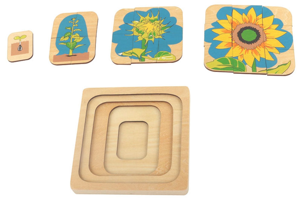 Sunflower life cycle puzzle with four stacking layers. The life cycle starts at the smallest, deepest layer and concludes at the topmost layer which depicts a fully grown sunflower.