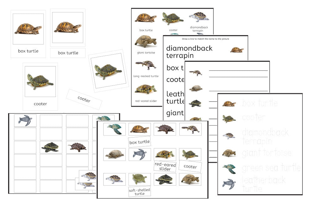 Turtles Exercise Set (PDF)
