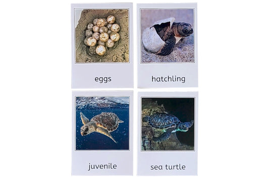 Sea Turtle Life Cycle 3-Part Cards