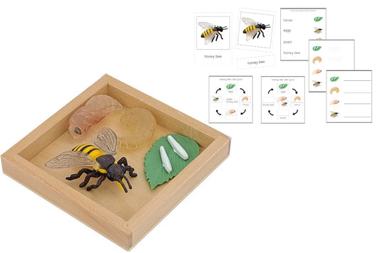 Life Cycle of a Honey Bee with Tray