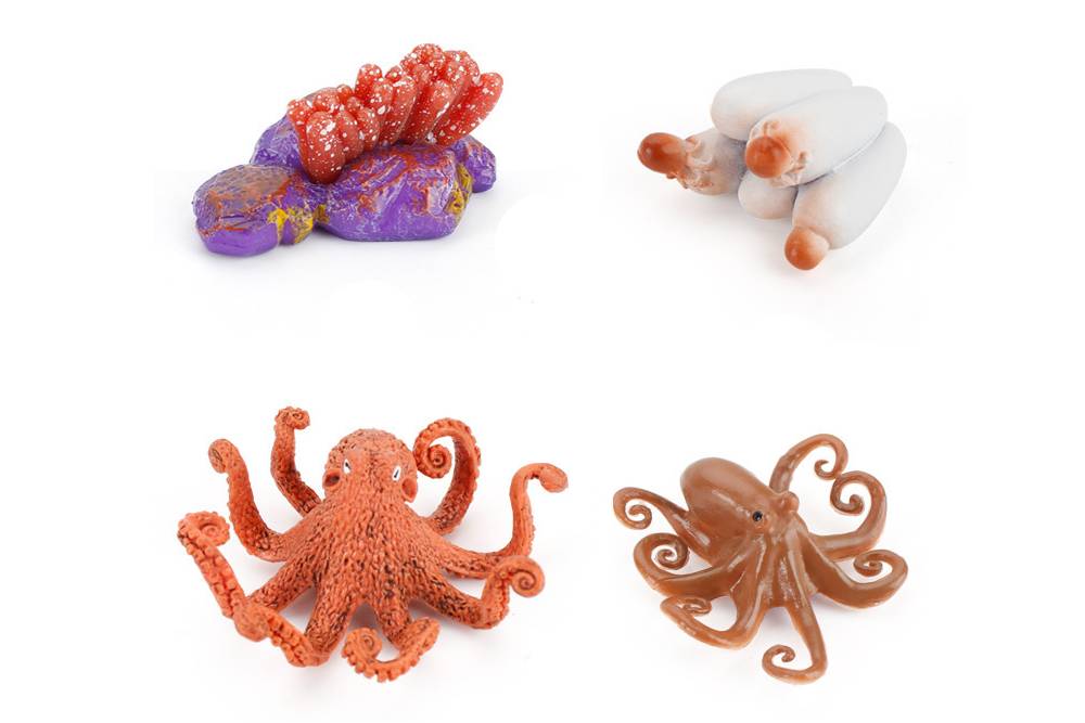 Plastic model set showing 4 stages in the life cycle of an octopus: eggs, hatchling, juvenile and adult.