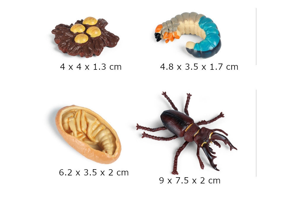 Life Cycle of a Stag Beetle with Sorting Tray