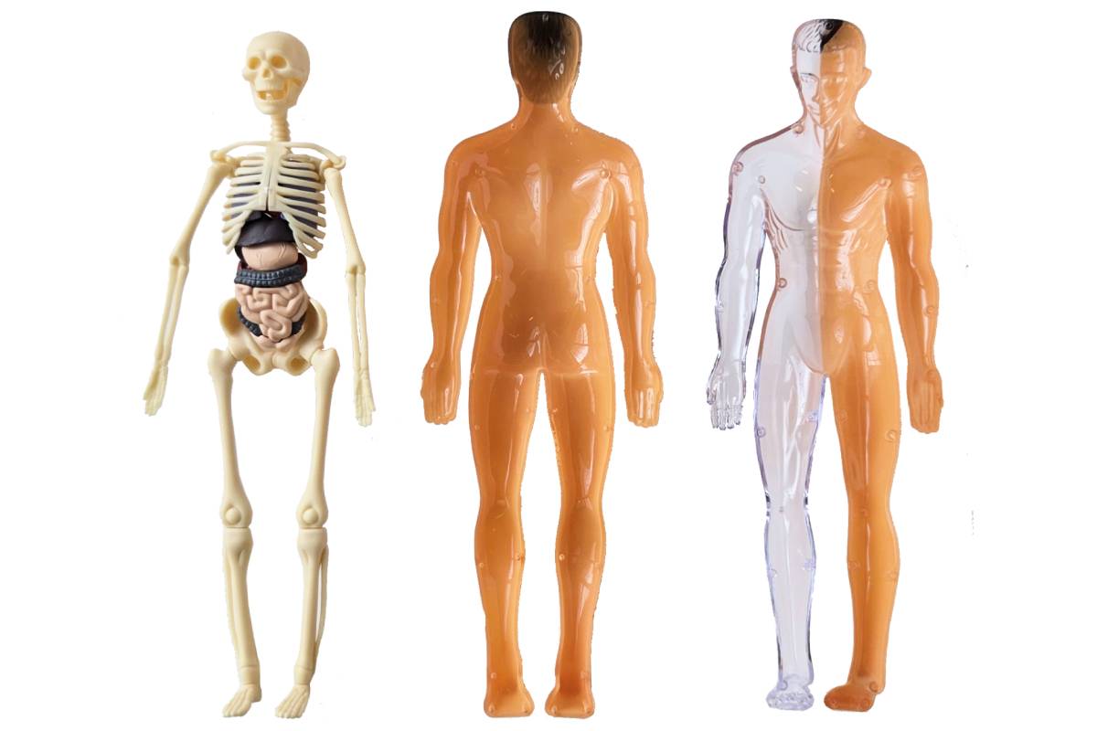Plastic model of the human body. The model can be opened up to reveal the skeleton and internal organs.