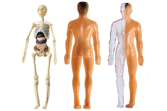 Plastic model of the human body. The model can be opened up to reveal the skeleton and internal organs.