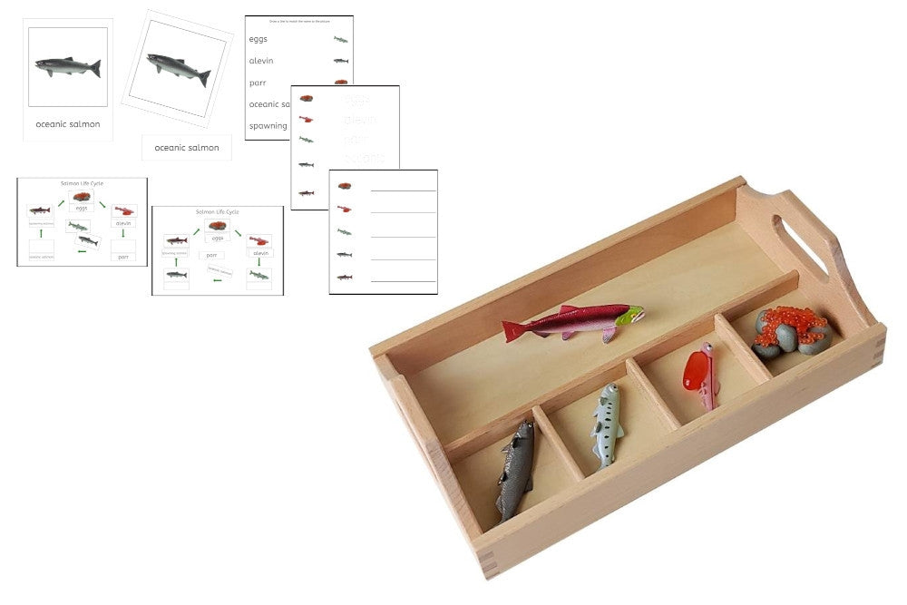 Sorting Tray Set