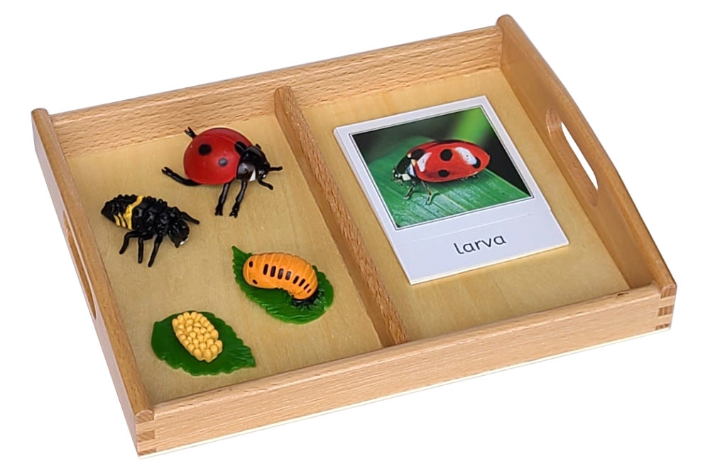 Two-Compartment Tray Set (Paper Cards)
