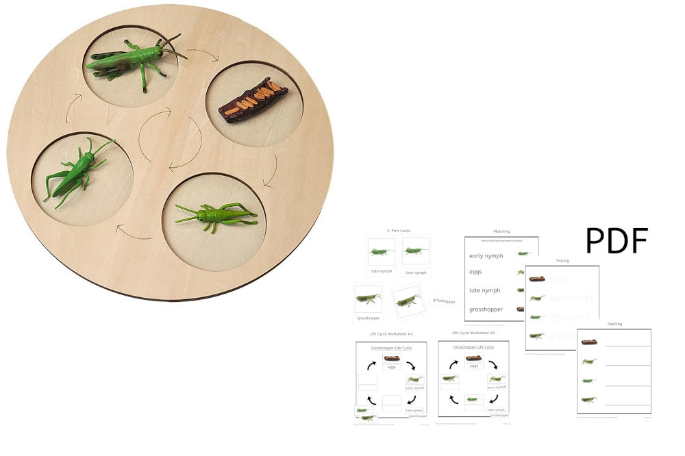 Demonstration Tray Set