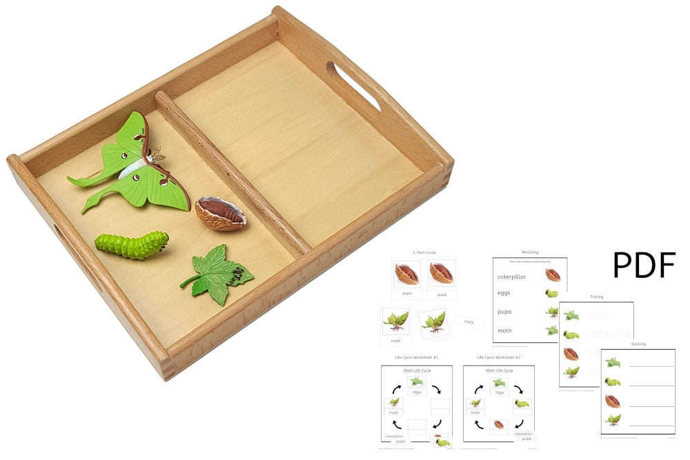 Two-Compartment Tray Set (PDF Cards)