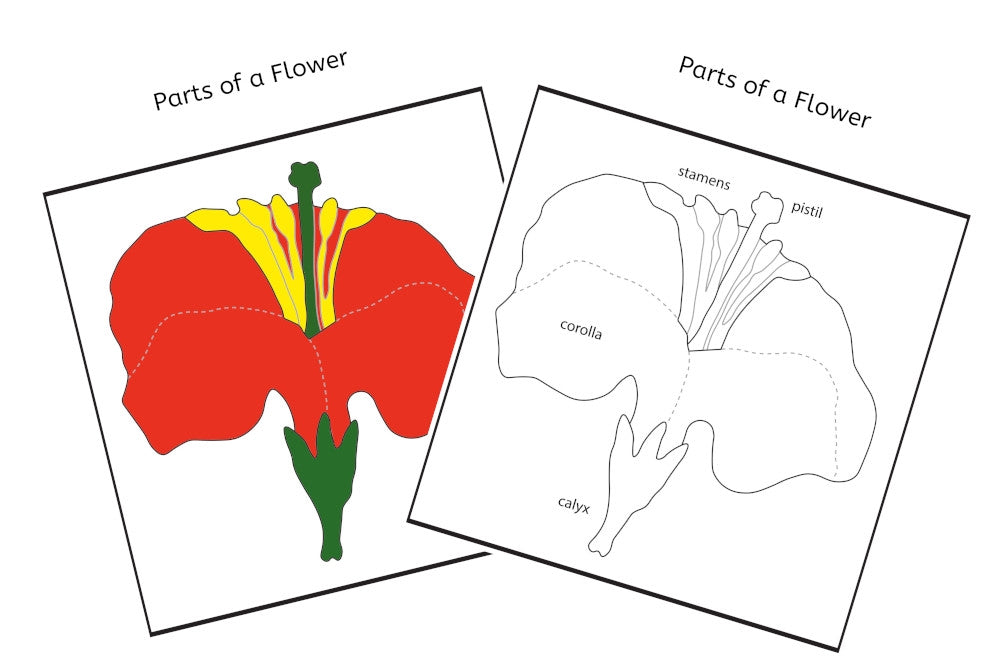 Parts of a Flower 3-Part Cards (PDF)