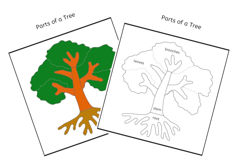 Parts of a Tree 3-Part Cards (PDF)