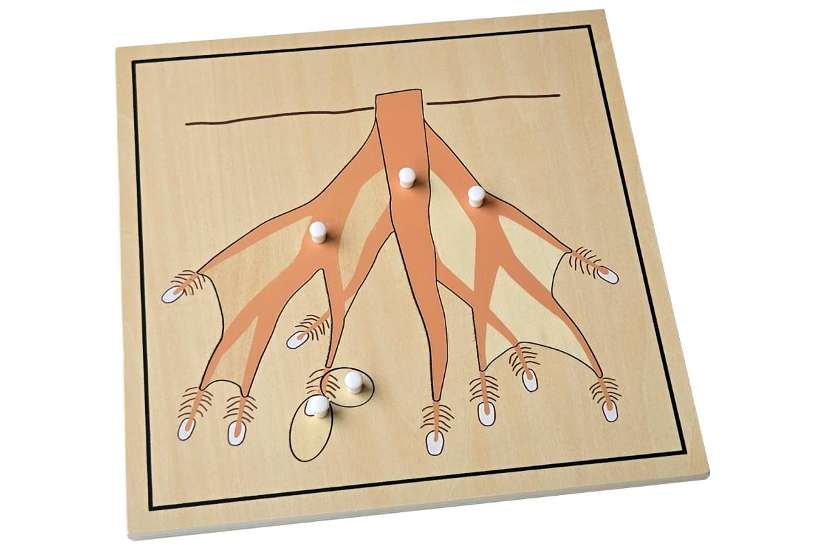 Root Puzzle