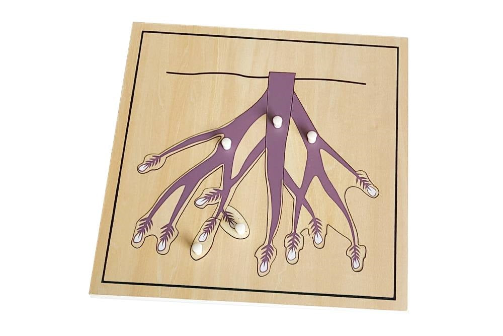 IFIT Montessori: Root Puzzle