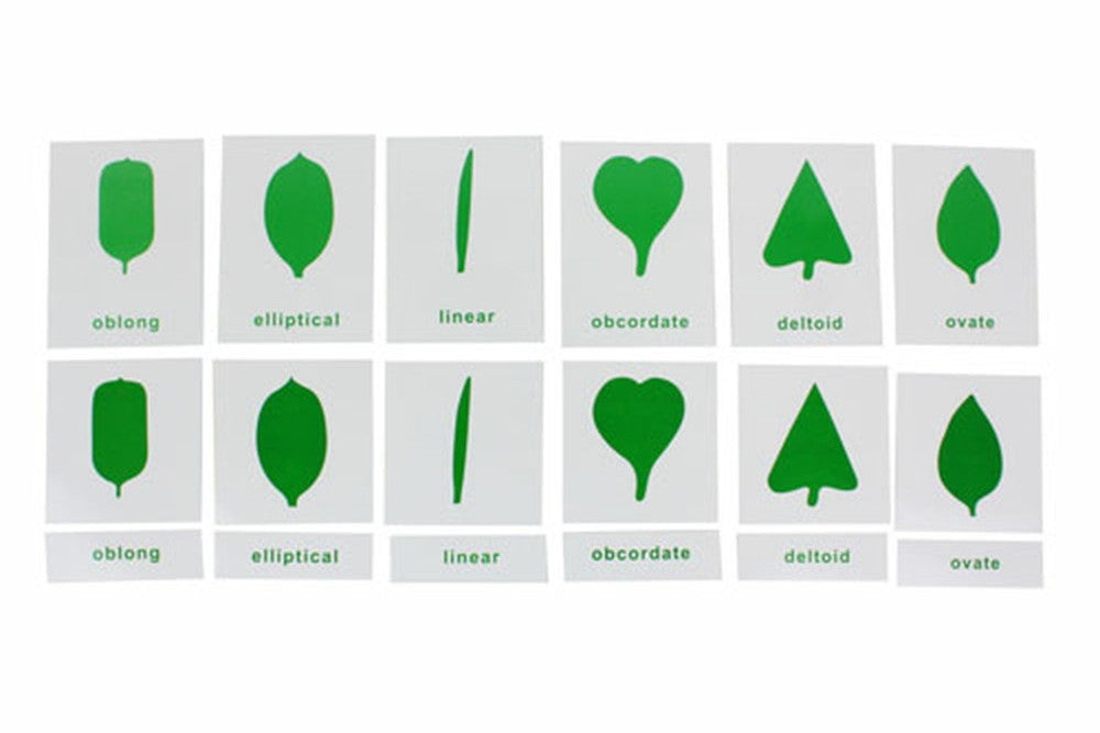 IFIT Montessori: Botany Cabinet Nomenclature Cards