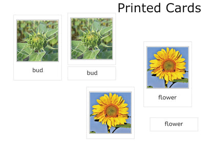Sunflower life cycle 3-part cards. Cards for "bud" and "flower" are shown.