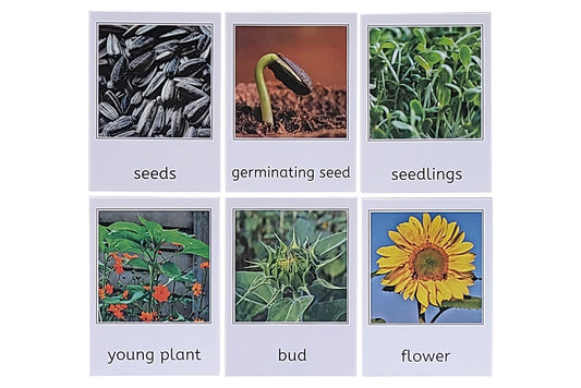 Labeled sunflower life cycle cards: seeds, germinating seed, seedlings, young plant, bud, flower.