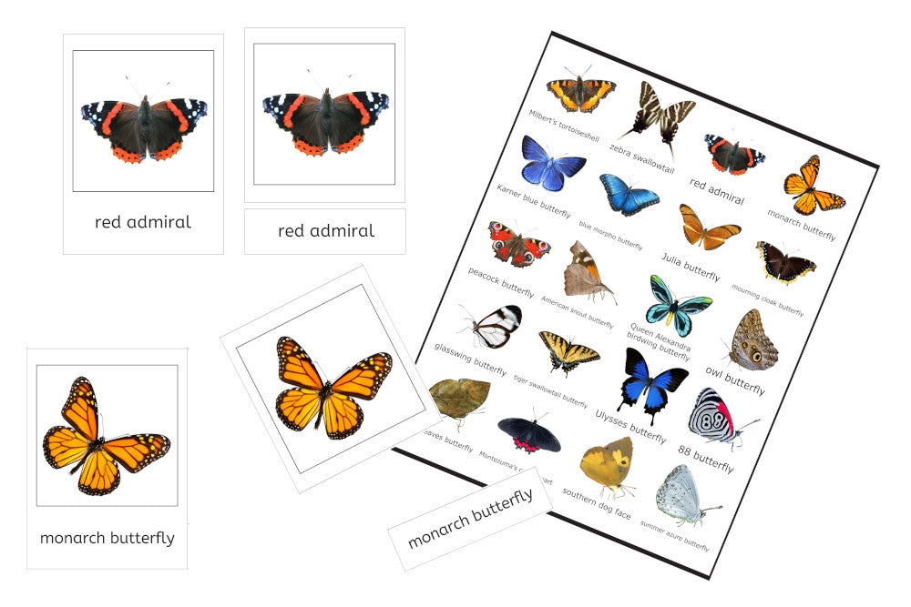 Butterflies 3-Part Cards (PDF)