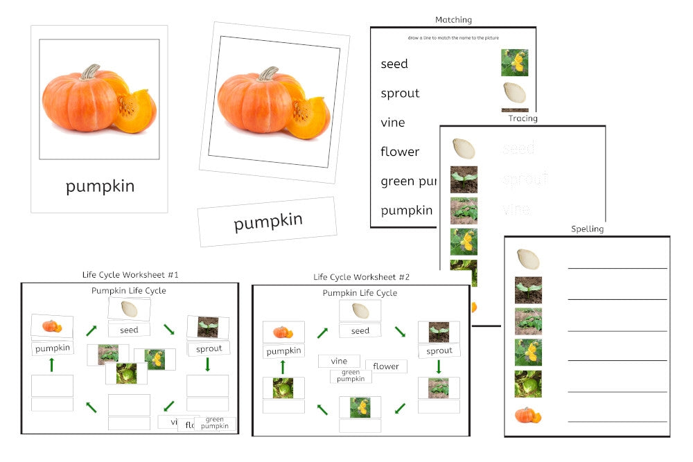 Pumpkin Life Cycle 3-Part Cards & Worksheets (PDF)