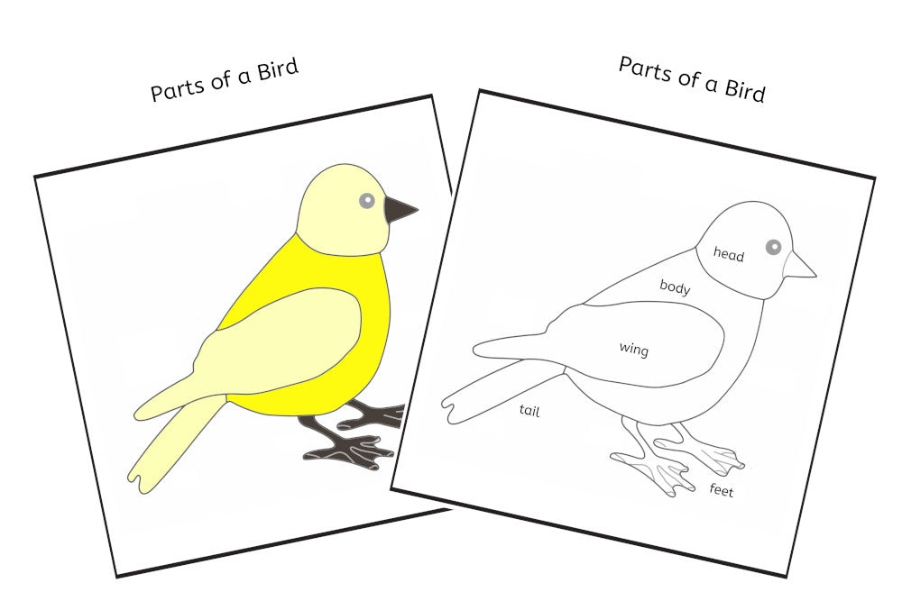 Parts of a Bird 3-Part Cards (PDF)