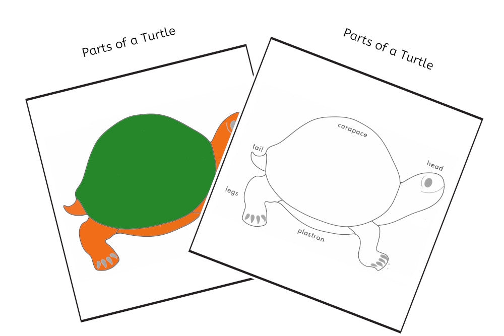 Parts of a Turtle 3-Part Cards (PDF)