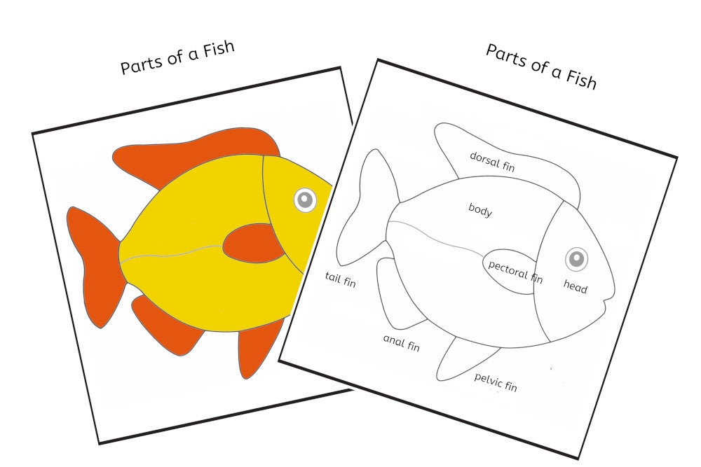 Parts of a Fish 3-Part Cards (PDF)