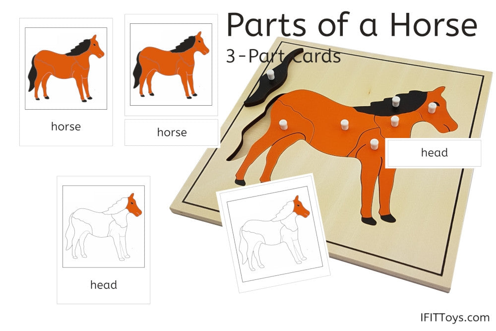 Parts of a Horse 3-Part Cards (PDF)