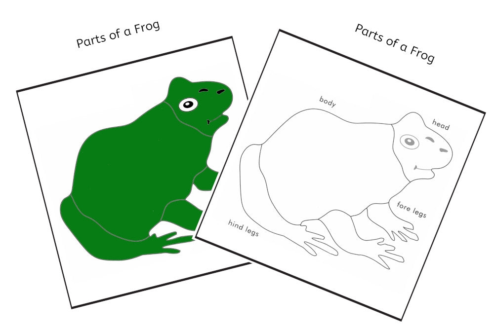 Parts of a Frog 3-Part Cards (PDF)