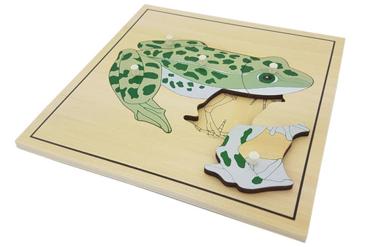 Wooden puzzle with pieces representing the parts of a frog. The forelegs are removed to reveal the skeleton beneath.