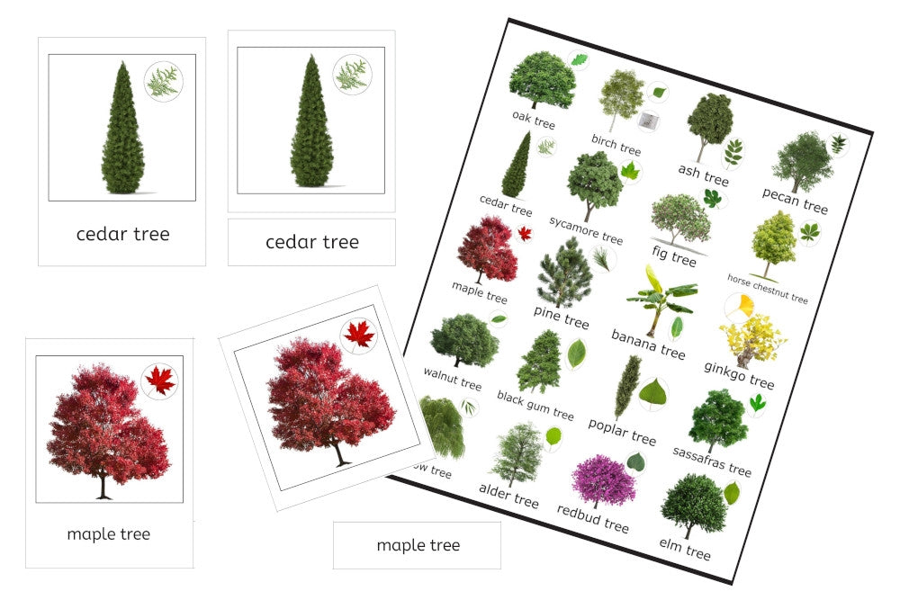 Trees 3-Part Cards (PDF)