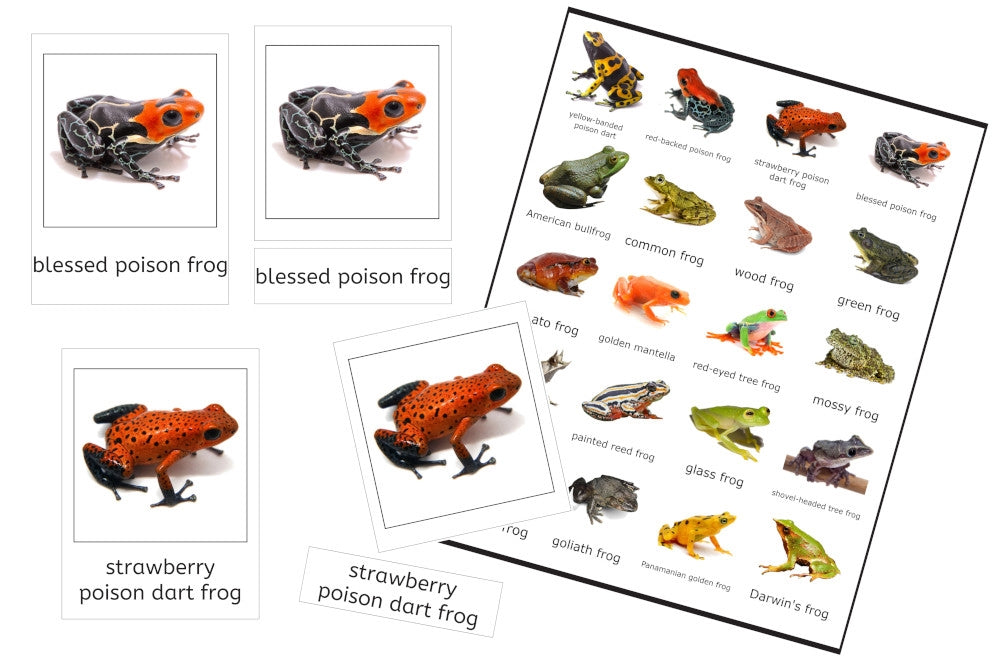 Frogs 3-Part Cards (PDF)