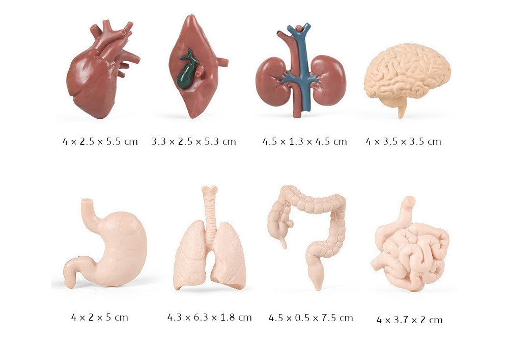 8 Human Organ Models