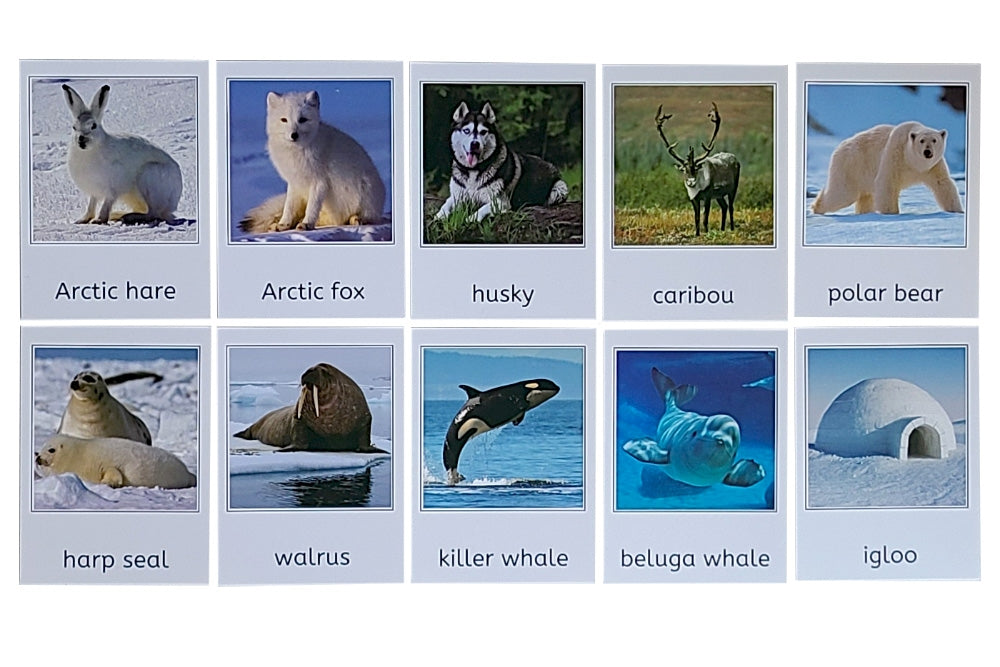 Arctic Set 3-Part Cards