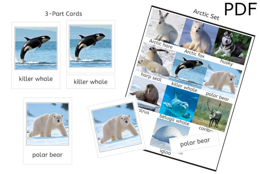 Arctic Set 3-Part Cards (PDF)