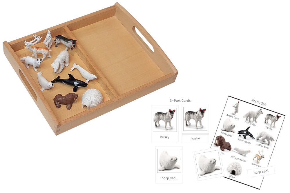 Arctic Models Set with 2-Compartment Tray and PDF Cards