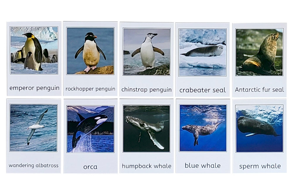 Antarctic Set 3-Part Cards