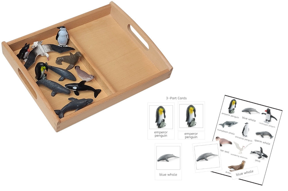 Antarctic Models Set with 2-Compartment Tray and PDF Cards