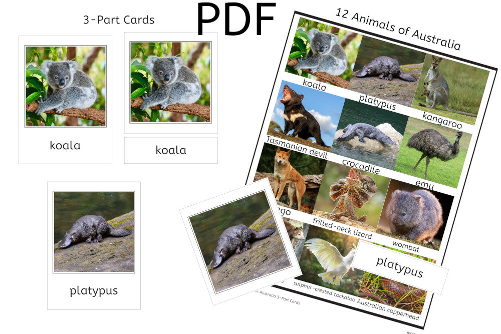 12 Animals of Australia 3-Part Cards (PDF)