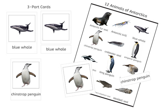 Animals of Antarctica 3-Part Cards (PDF)