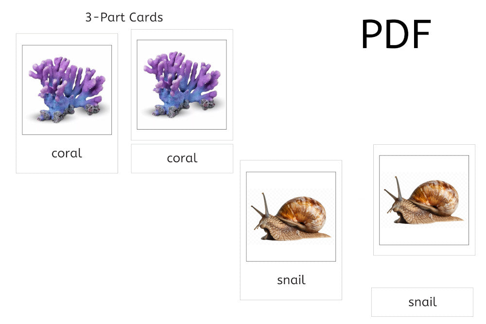 Invertebrates 3-Part Cards (PDF)