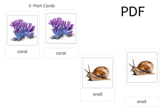 Invertebrates 3-Part Cards (PDF)