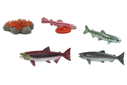 Life Cycle of a Salmon