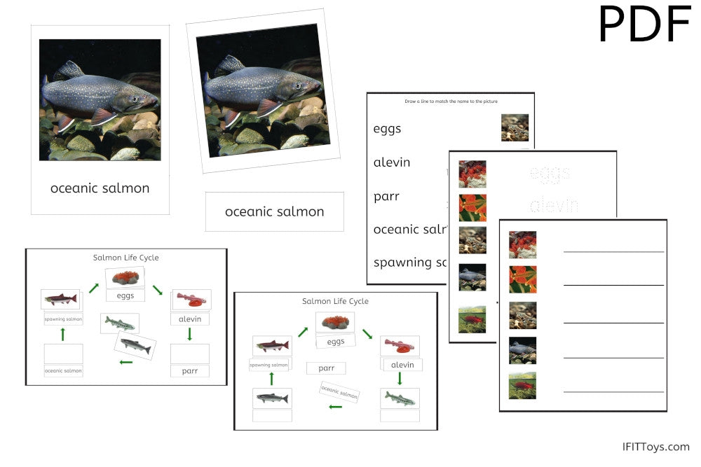 Salmon Life Cycle 3-Part Cards & Worksheets (PDF)