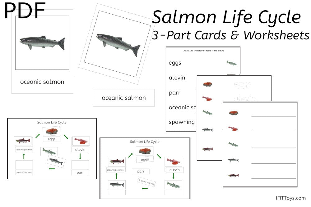 Salmon Life Cycle 3-Part Cards & Worksheets (PDF)