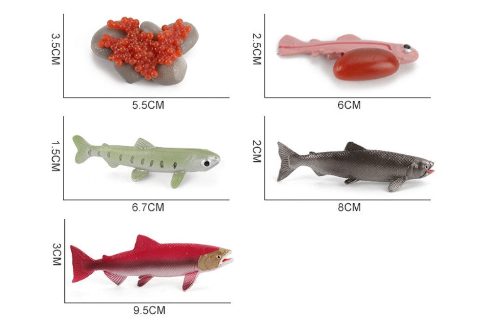 Life Cycle of a Salmon with Sorting Tray