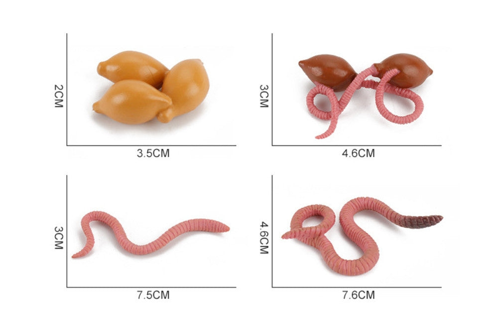 Life Cycle of a Worm with Sorting Tray