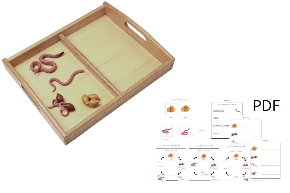 Life Cycle of a Worm with Tray and PDF set